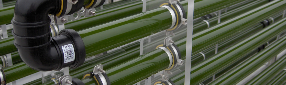 algenteelt Wageningen v2